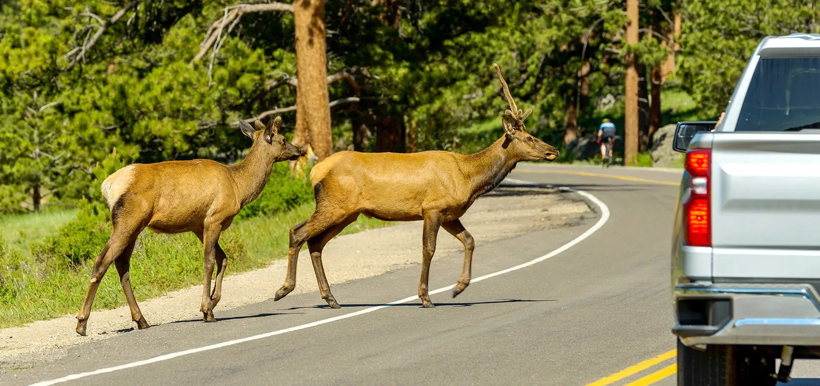 Driving tips to avoid wildlife from Road